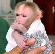 Who's ready for this beautiful and playful baby ready for thier new fo...