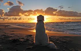 Risultati immagini per dog beach