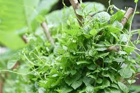 Image result for Basellaceae