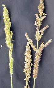 Image result for Echinochloa frumentacea