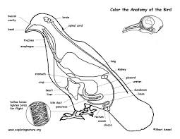 Bird Anatomy Labeling Page Anatomy Coloring Book Coloring Books Cat Coloring Book