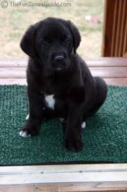 Black And White Great Pyrenees Lab Mix Cute Puppy Pictures Bet You Haven T Seen Puppy Photos Cuter Than These Puppy Pictures Cute Puppy Pictures Puppies
