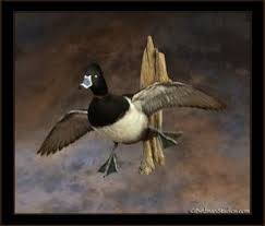 Bird Taxidermy Waterfowl And Duck Mount Gallery Duck Mount Bird Taxidermy Wood Duck Mounts