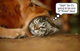 We did not find results for: Seattleinsider Funny Cat Photos Even Funnier Captions