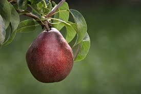 Fruit size is comparable to bartlett, colour is yellow with a red blush at maturity, and taste is sweet, juicy and excellent. Pears Van Well Nursery