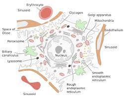.and reserve function in the animals gavaged with 50% ethanol (15 ml/kg·bw) for a model of acute alcoholic liver injury (ali) and for evaluation of this perfusion improvement could provided the beneficial conditions to restore the liver cell damage after acute ali. Cell Types Hepatocyte Atlas Of Plant And Animal Histology