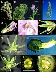 Image result for Misopates