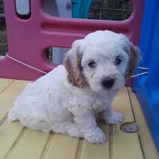 Cockapoo For Sale In Colorado 24 Petzlover