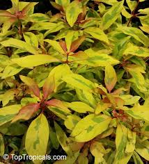 Image result for Hamelia patens