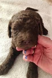 After birth we ask for a deposit to reserve. Poodle Puppies For Sale Colorado Springs Co 291805