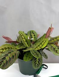 Image result for maranta