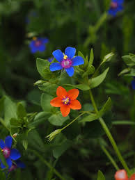 Image result for Anagallis kochii