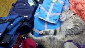 Though there is no official definition of its boundaries, it is generally considered to reach from the western shore of the schuylkill river, to city avenue to the northwest, cobbs creek to the southwest. Ten Of Philly S Best Pet Stores Fido And Frisky Approved Racked Philly