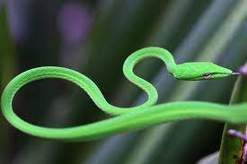 Sssssnake Vine Snake Snake Vines