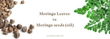 Image result for Moringa