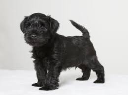 Two female toy schnauzer pups one black and silver and one black white parti akc reg. Pedigree Kc Registered Miniature Schnauzer Puppies In London Essex Born 28 09 14