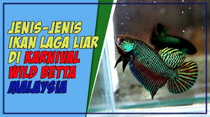 Ikan terbesar di dunia nyata. Ikan Laga Liar Termahal Di Karnival Ikan Laga Liar Wild Betta Pertama Di Malaysia Youtube