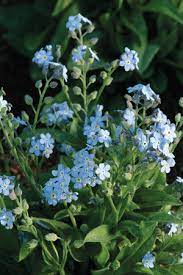 Maybe you would like to learn more about one of these? Myosotis For Get Me Not Mon Amie Blue Egmont Seed Company Ltd Online Seed Sales