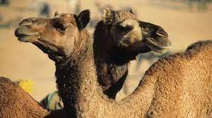 Warum leben im australischen #outback 500000 #dromedare? Wildtiere Kamele Wildtiere Natur Planet Wissen