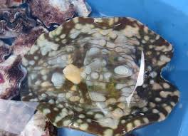 Image result for Tridactyle stevartiana