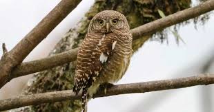 Untuk penyebarannya, burung burung hantu celepuk / collared scops owl ini, biasa di temukan di asia tenggara, china, india, termasuk di indonesia yang biasa di temukan di jawa dan bali. Pin Di Burung Hantu Owl