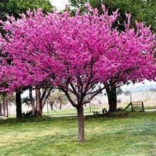 The next step is setting a watering schedule, but don't be daunted: Eastern Redbud Eastern Redbud Tree For Sale Plantingtree