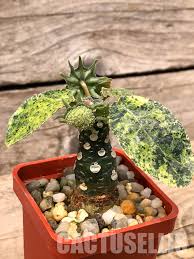 Image result for Dorstenia buchananii