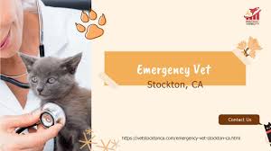 Maybe you would like to learn more about one of these? Emergency Vet Stockton Ca
