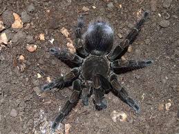 Image result for Phaulopsis sangana