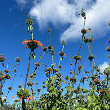 Image result for Leonotis nepetifolia
