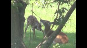 Deer Friendly - Wounded