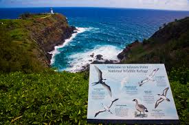 Large ibis, pink body, white upper back, neck. Nature Therapy Go Hawaii