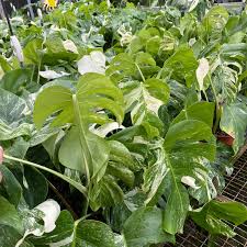 Image result for Selago albomarginata