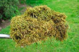 Check spelling or type a new query. 8 Things To Do With Grass Clippings You Probably Never Thought Of