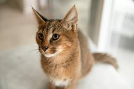 Sie werden gezüchtet, um stark, schnell und klug genug zu sein, um einen wolf oder luchs zu bekämpfen, einen wolf oder ein wildschwein ruhigzustellen und als zuverlässiger arbeitshund zu dienen. Caracat Hybridkatze Charakter Und Geschichte Der Zucht Zooplus