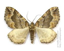 Image result for Pelurga comitata