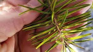 Douglas fir pine cone identification. How To Identify Douglas Fir Youtube