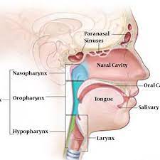 It is the most complete reference of human anatomy available on web, ipad, iphone explore over 6700 anatomic structures and more than 670 000 translated medical labels. Anatomy Of Head And Neck Cancer Download Scientific Diagram