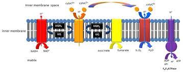 Pin On Pre Pharm Topics