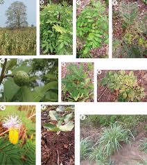 Image result for Rinorea brachypetala