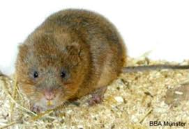 Wühlraten im garten beiträge 31. Schermaus Ostschermaus Grosse Wuhlmaus Oekolandbau