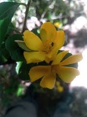 Image result for Hugonia elliptica