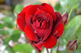 Shop our wide selection to help make that special someone's day. Top 20 Most Beautiful Flowers In The World