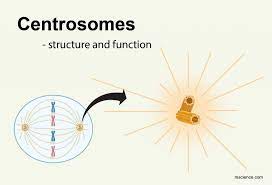 Centrosome structure and function in animal cell. Centrosomes The Engine Of Cell Division Definition Structure Function And Biology