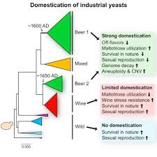 Domestication And Divergence Of Saccharomyces Cerevisiae