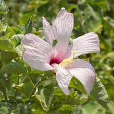 Image result for Hibiscus