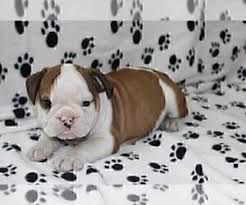 Look at pictures of english bulldog puppies who need a home. Puppyfinder Com English Bulldog Puppies Puppies For Sale Near Me In Jupiter Florida Usa Page 1 Displays 10