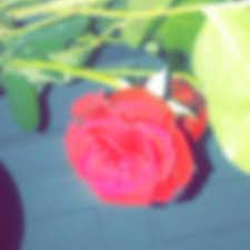 Aesthetic Rose Vibe Roses Aesthetic Love Rosebath Milkbath Thisiswayofftopic Whatever Aesthetic Roses Rose Plants