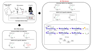 Designed for use in areas where flaming fires may be expected. Diagnostics Free Full Text Peptide Nucleic Acid Pna Enhanced Specificity Of A Dual Target Real Time Quantitative Polymerase Chain Reaction Rt Qpcr Assay For The Detection And Differentiation Of Sars Cov 2 From Related Viruses