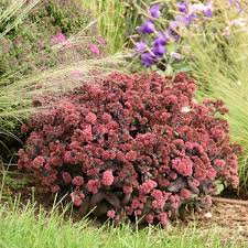 Image result for Sedum
